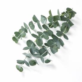 Eucalyptus essential oil